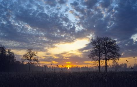 Wallpaper field, sunset, reed images for desktop, section природа - download