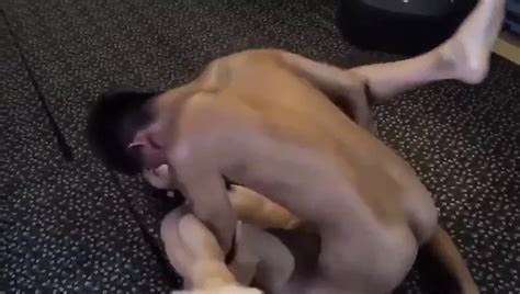 Kungfu Fight Free Gay Bareback Porn Video XHamster