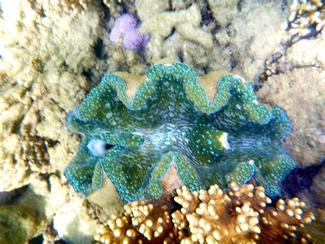 Giant Clams on the Great Barrier Reef, Port Douglas. Reef Sprinters ...