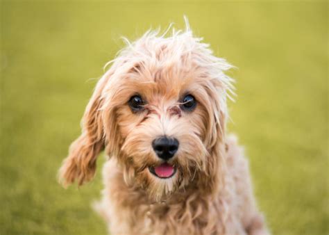 Cavapoo Vs Cavoodle What S The Difference Jaxery