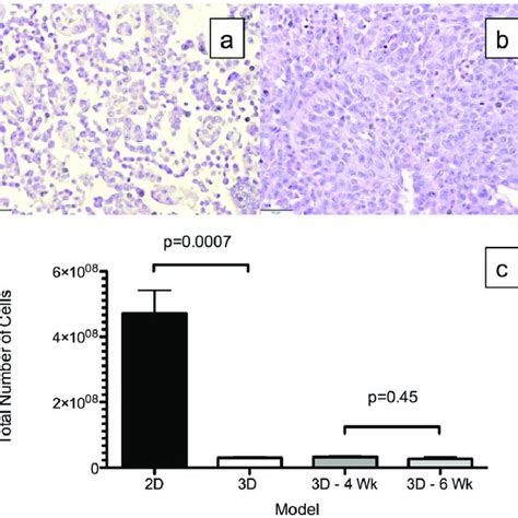 Ki Staining For Cell Proliferation Index Representative Ki