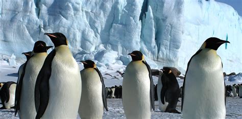 Antarctica’s emperor penguins could be extinct by 2100 – and other ...