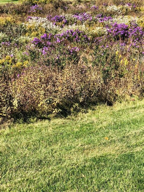 Pretty Purple Wildflowers In Field Stock Photo Image Of Plants