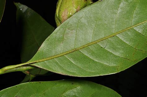 Magnolia Liliifera Magnoliaceae Image At Phytoimages Siu Edu