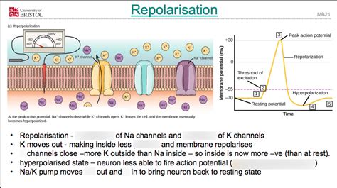 repolarisation diagram quizlet