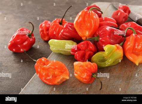 Chillies Scotch Bonnet Variety Stock Photo Alamy