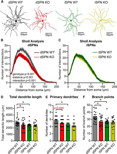 Tsc1 Ko Dspns Have Reduced Dendritic Arborization A Example Download Scientific Diagram