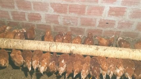 cómo criar a tus gallinas ponedora cría de gallinas ponedora galpón de