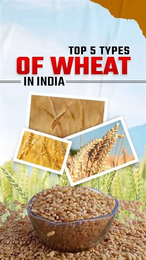 India S Most Popular Wheat Varieties