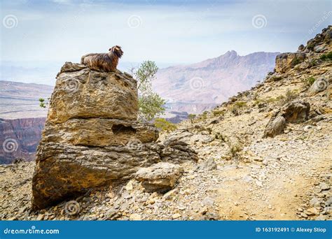 Arabian Tahr at Jebel Shams in Oman Stock Image - Image of beautiful ...