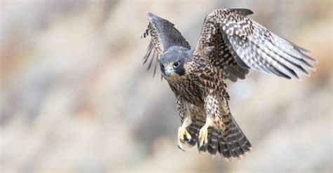 What Do Falcons Eat? Their Diet Explained - A-Z Animals