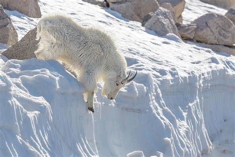 Mountain Goat on Snow Photograph by George Erwin Turner - Fine Art America