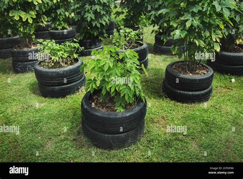 Cómo Transformar Neumáticos Viejos En Macetas Para Plantas