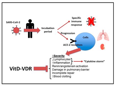 Medicina Free Full Text The Immunomodulatory Function Of Vitamin D