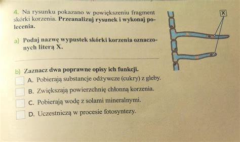 4 Na rysunku pokazano w powiększeniu fragment skurki korzenia