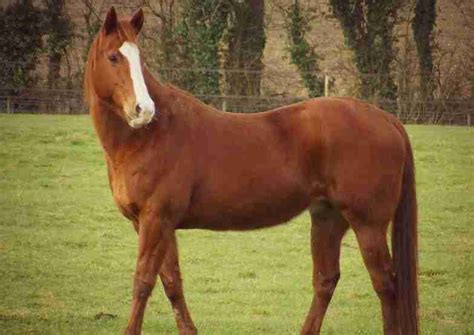 Can You Tell The Difference Between Sorrel vs Chestnut Horses ...