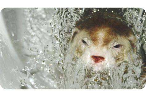 Can Ferrets Swim All Swimming Questions Answered