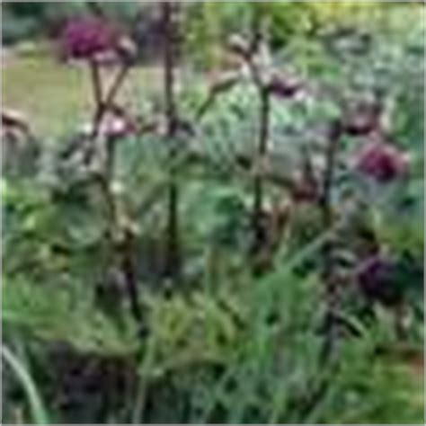 Angelica Species Giant Angelica Korean Angelica Purple Angelica