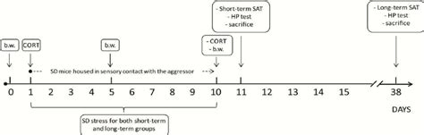 Schematic Representation Of The Experimental Timeline The Experiment Download Scientific