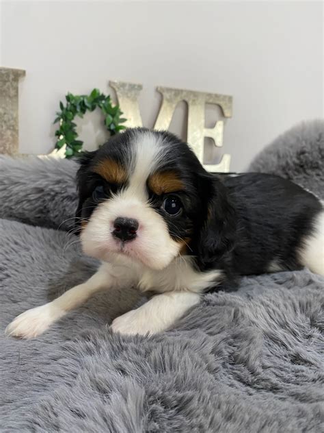 Molly Reserved AKC Cavalier King Charles Spaniel Puppy Reserved