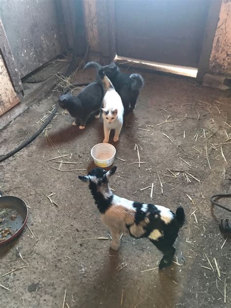 Pygmy Goat Kids Livestock Charlottetown Kijiji