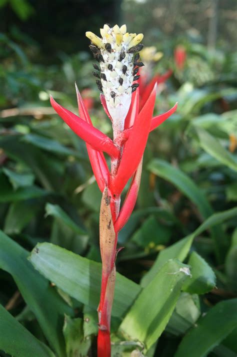 Bromeliad Bromeliads Orchids Garden Tools