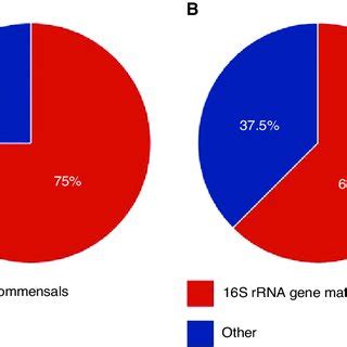 Pie Charts Illustrating The Relationships Between Bacteria Isolated