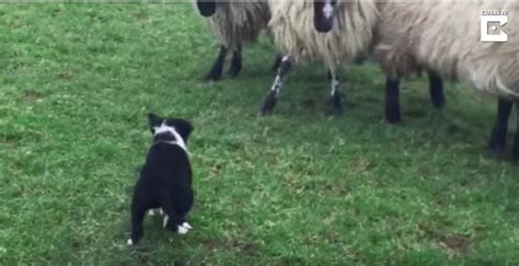 Puppy Herding! | Border Collie Fan Club