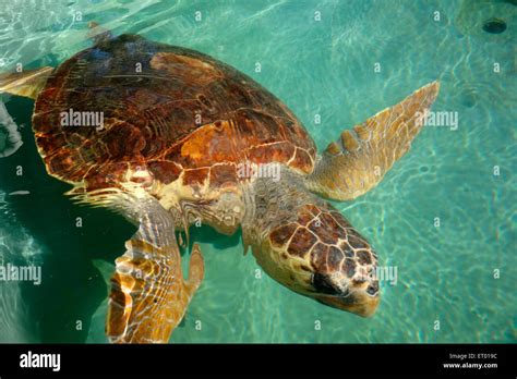 Loggerhead Turtle Caretta Caretta At The Sea Turtle Rescue Centre