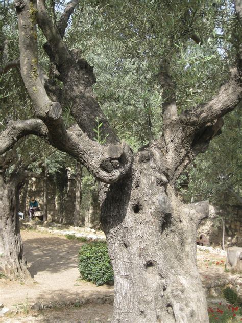 Garden of Gethsemane Olive Tree | BYU New Testament Commentary