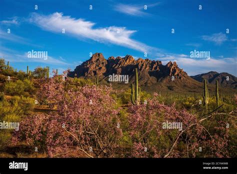Ironwood Trees Along With Palo Verde Trees And Saguaro Cactus Bloom