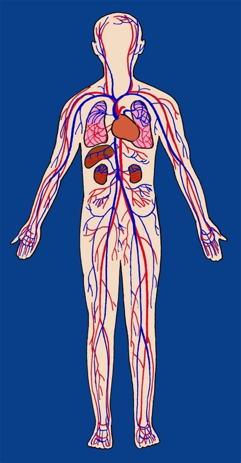 The Human Body Cross Curriculum Project | Human body anatomy, Cross ...