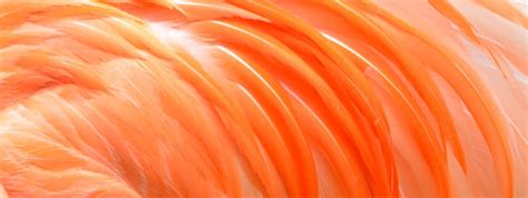 Gene Key 30 – Rapture