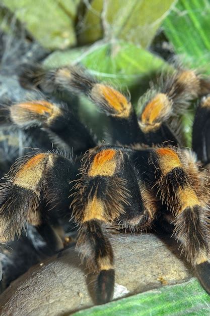 Premium Photo Close Up Legs Tarantula Spider Brachypelma Boehmei