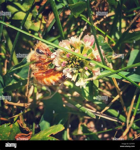 White Clover With Honey Bee Hi Res Stock Photography And Images Alamy