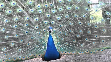 Beautiful Peacock Dance La Parade Du Paon Hd Rare View Youtube