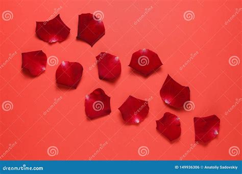 Dark red rose petals stock photo. Image of natural, background - 149936306