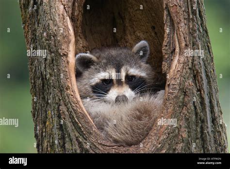 Hollow Tree Raccoon Hi Res Stock Photography And Images Alamy