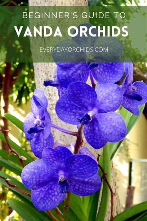 Vanda Orchid Care Guide Everyday Orchids