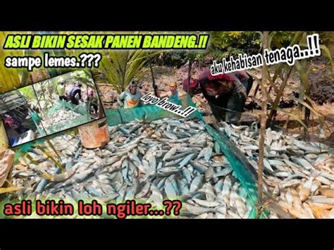 PROSES PANEN IKAN BANDENG BESAR SAMPE TERIAK HISTERIS Di Tambak