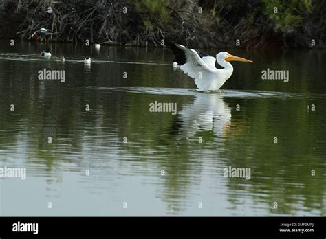 Great White Pelican Stock Photo - Alamy