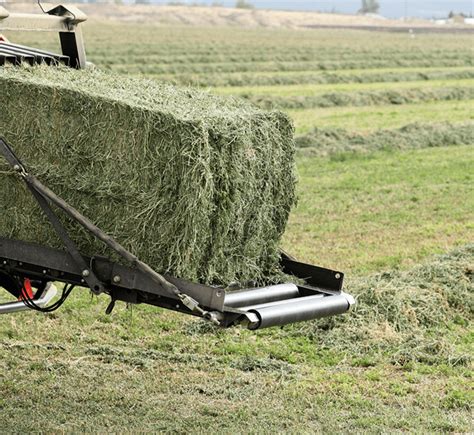 Rhodes Grass Exporters In Pakistan Best Rhodes Grass Hay