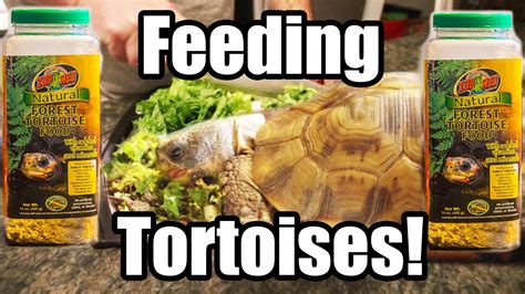 How To Feed Zoo Med Natural Tortoise Food Youtube