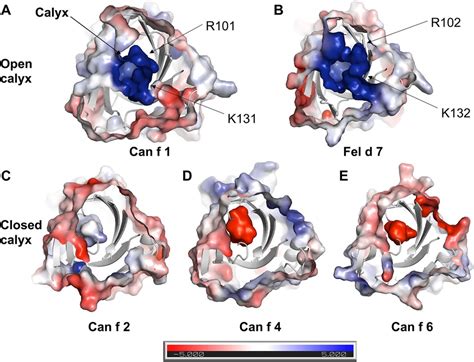 Frontiers Structural And Ligand Binding Analysis Of The Pet Allergens