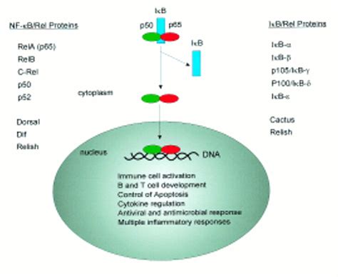 Role Of Nf κb In Immune And Inflammatory Responses In The Gut Gut