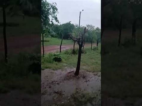 Chuva Vidanaro A Sitio Ro A Campo Vidanocampo Colhendo Gado