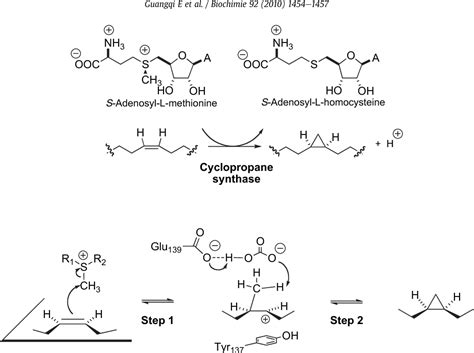 Figure 1 From Insight Into The Reaction Mechanism Of The Escherichia