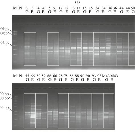 A RAPD PCR Profiles Of Cellular And EDNA Obtained With Primer 1254