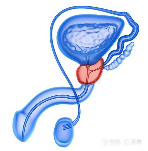 前列腺癌和男性生殖系统上白色孤立