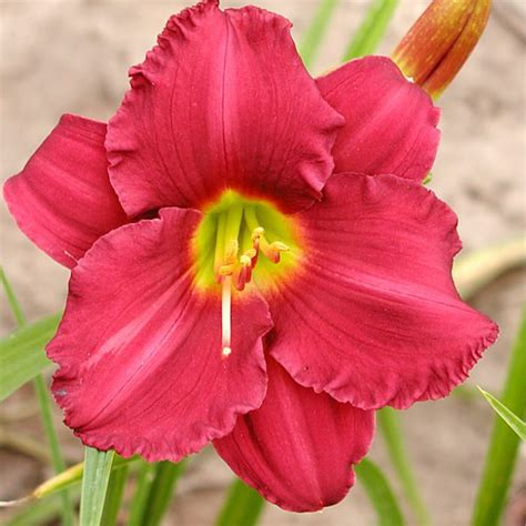 Photo Of The Bloom Of Daylily Hemerocallis Woodside Ruby Posted By